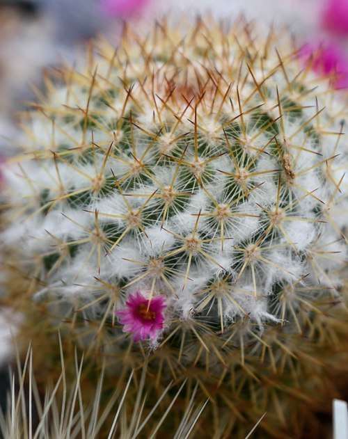 Mammilaria columbiana - 10 seeds