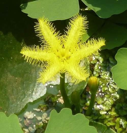 Nymphoides Thunbergiana (Floating hearts plant) - bare root young plant