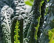 Lacinato kale (Dinosaur/Cavalo Nero kale) - 50 seeds