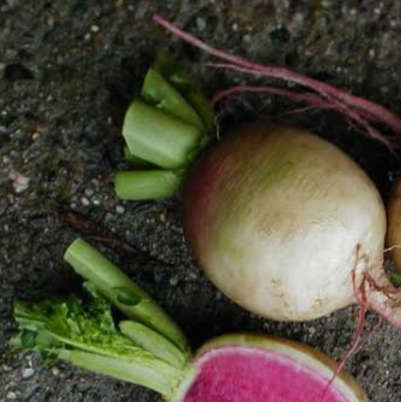 Watermelon radish - 25 seeds