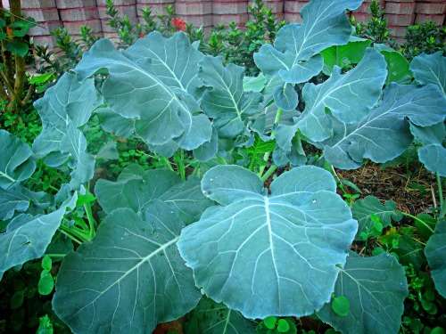 Kale `chou mouellier` - 100 seeds