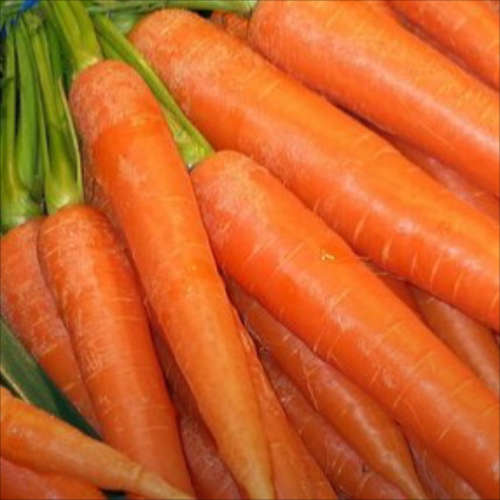 Carrot `chantenay karoo` - 250 seeds