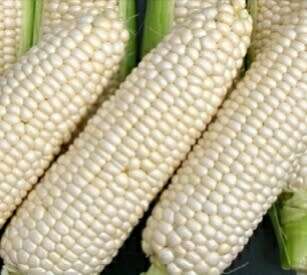Maize `kalahari early pearl` - 25 seeds
