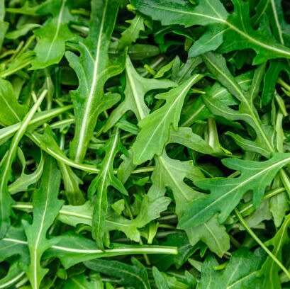 Arugula (Rocket) - 200 seeds