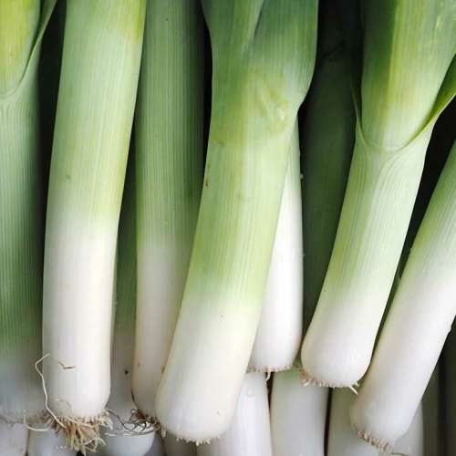 Carentan leek - 50 seeds