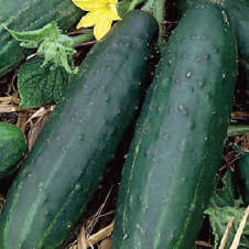 Cucumber `ashley` - 25 seeds
