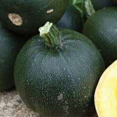 Gem squash - 25 seeds