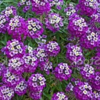 Alyssum `royal carpet` - 100 seeds