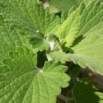 Catnip (nepeta cetaria) - 50 seeds