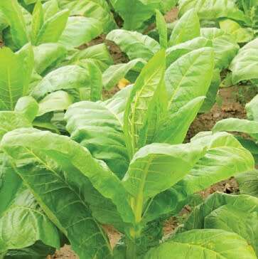 Golden Virginia tobacco seeds - 500 seeds