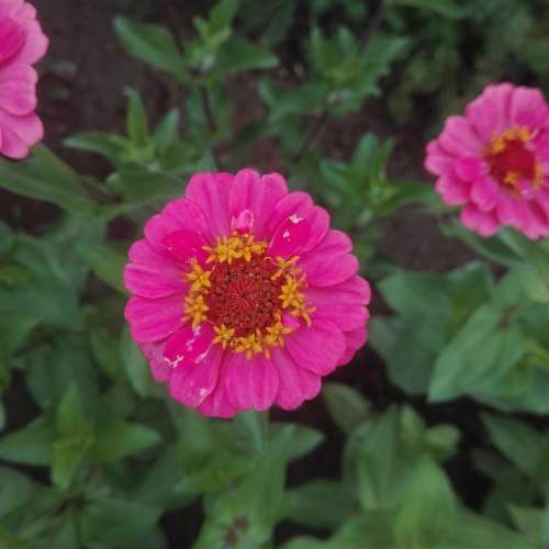 Zinnia `thumbelina` - 100 seeds
