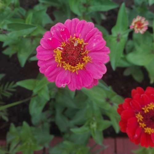 Zinnia `thumbelina` - 100 seeds