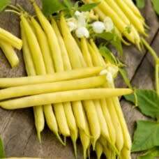 Bush bean `yellow berggold` - 10 seeds