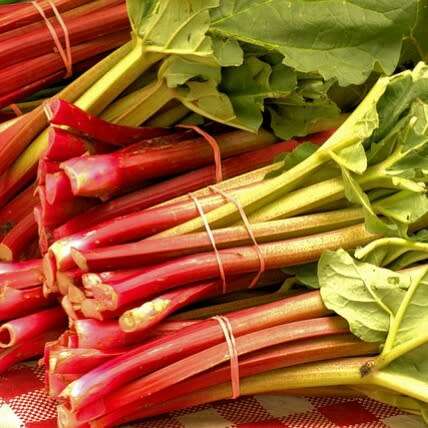 Rhubarb `victoria` - 20 seeds
