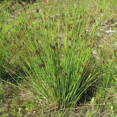 Juncus effusus (Common rush) - 100 seeds