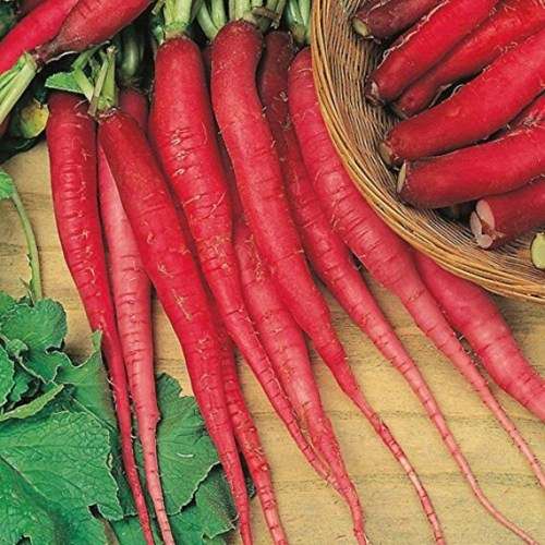 Radish `fire candle` - 50 seeds