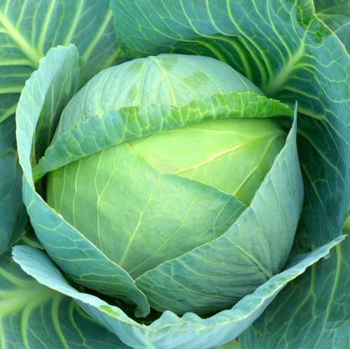 Cabbage `drumhead` - 100 seeds