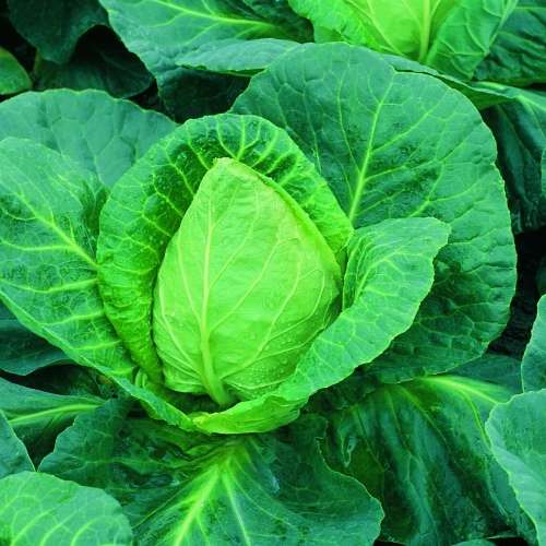 Cabbage `cape spitz` - 100 seeds