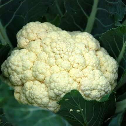 Cauliflower `snowball` - 200 seeds