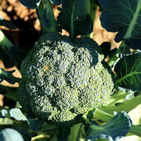 Calabrese broccoli - 100 seeds