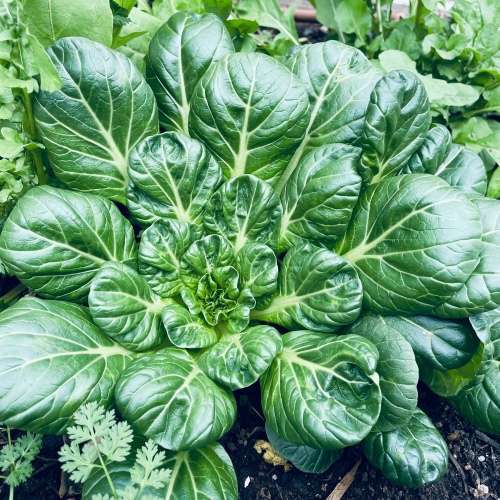 Tatsoi - 250 seeds