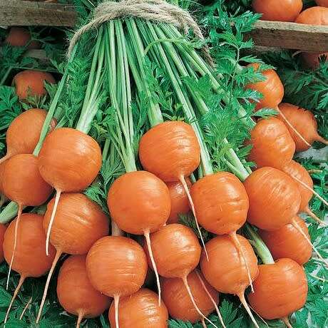 Carrot `parisian` - 100 seeds