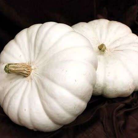 Pumpkin `flat white boer` - 5 seeds