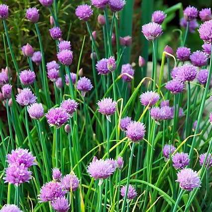Chives - 100 seeds