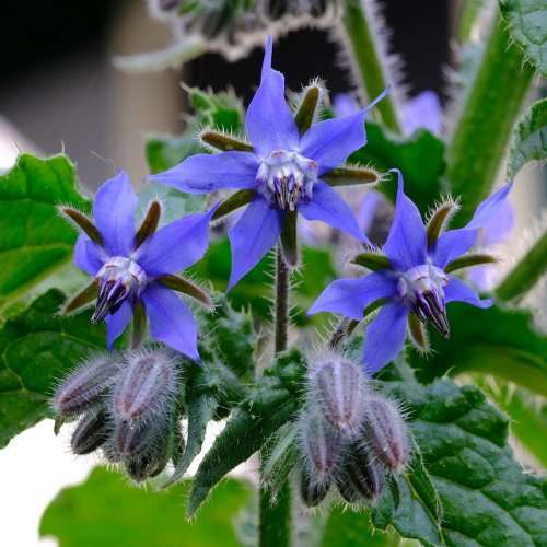Borage - 30 seeds