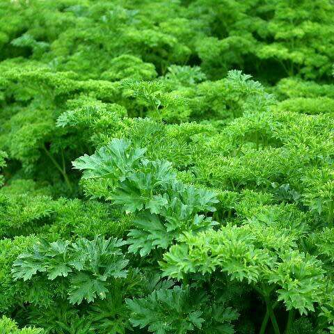 Parsley `moss curled` - 100 seeds