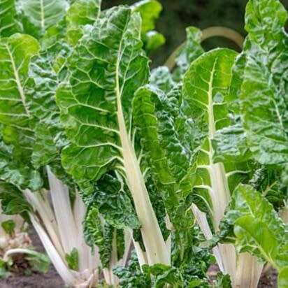 Swiss chard `fordhook giant` - 100 seeds