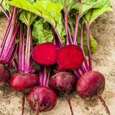 Beetroot `crimson globe` - 50 seeds