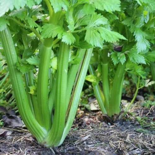 Utah celery - 400 seeds