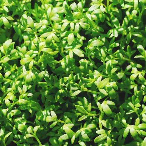 Cress - 200 seeds