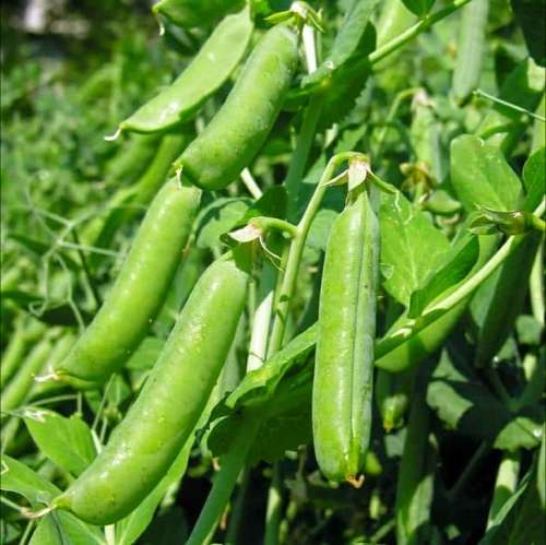Pea `greenfeast` - 50 seeds