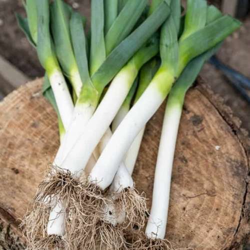 Leek `carentan` - 100 seeds