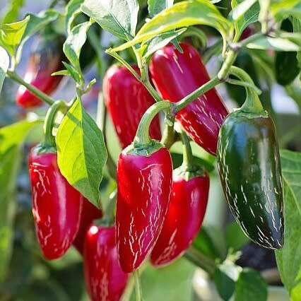 Jalapeno -  20 seeds