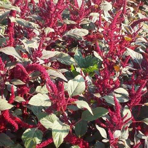 Red garnet amaranth - 100 seeds