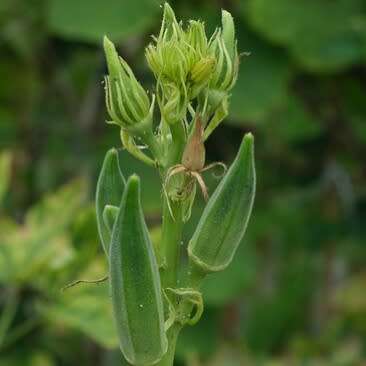Okra `clemson spineless` - 50 seeds