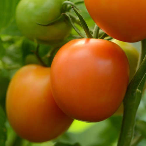 Tomato `flame orange` - 25 seeds