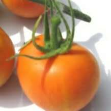 Tomato `orange peach` - 25 seeds