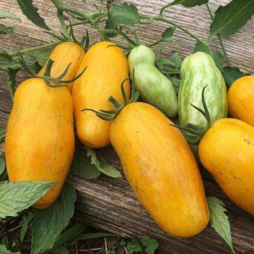 Tomato `banana legs` - 25 seeds