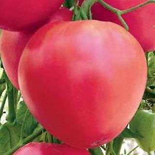 Tomato `pink oxheart` - 15 seeds