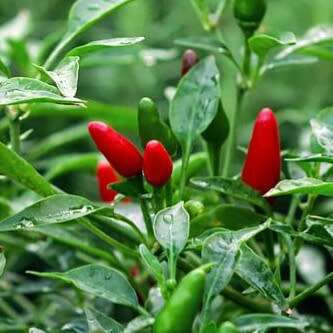 Birds eye chilli - 25 seeds