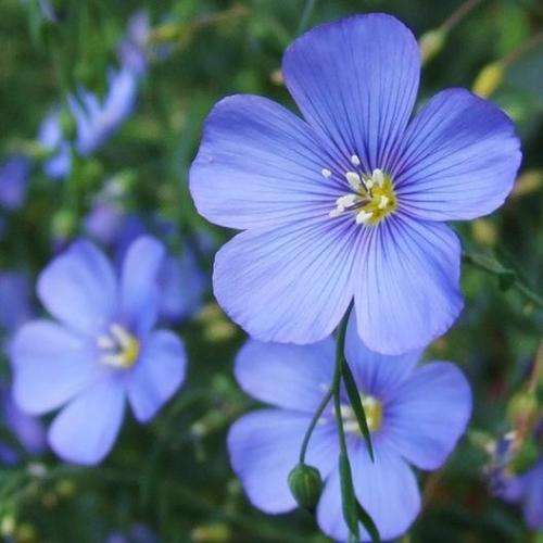 Flax - 25 seeds