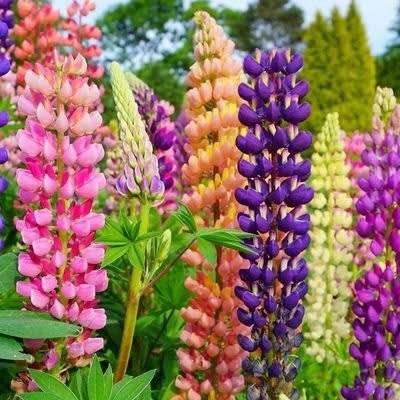 Lupin `giant king` - 25 seeds