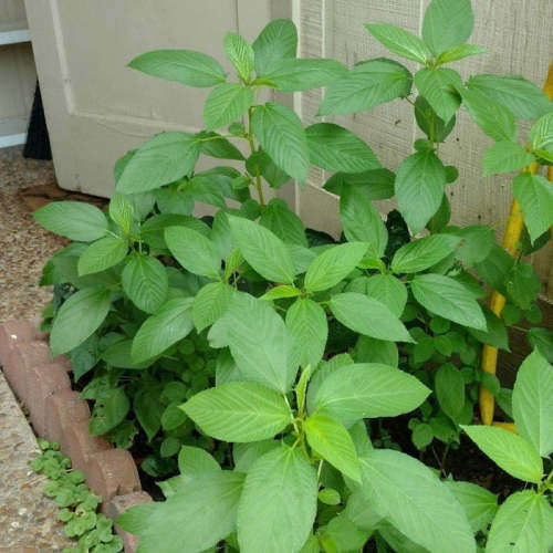 Molokhia spinach (Egyptian spinach) - 100 seeds