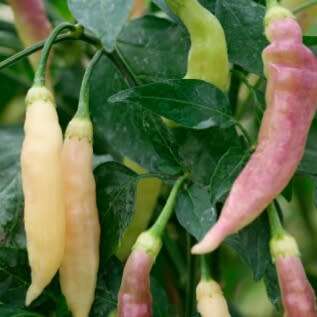 Chilli `blondie` - 10 seeds