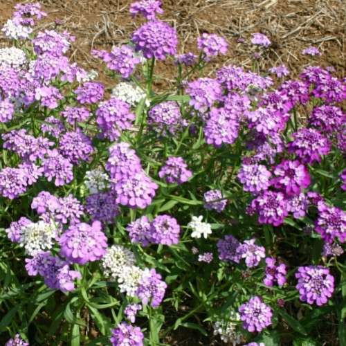 Candytuft `fairy mix` - 50 seeds