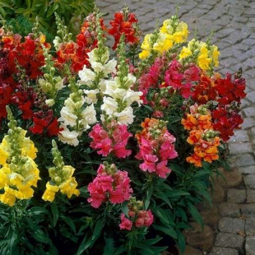 Snapdragon mix - 200 seeds